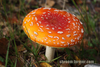 Amanita Muscaria R D Fluesopp Mushroom Image